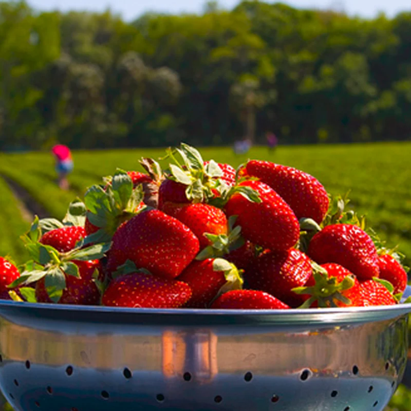 PAGUE 1 LLEVE 2 Fresa Suprema en tu PROPIO JARDIN 🍓